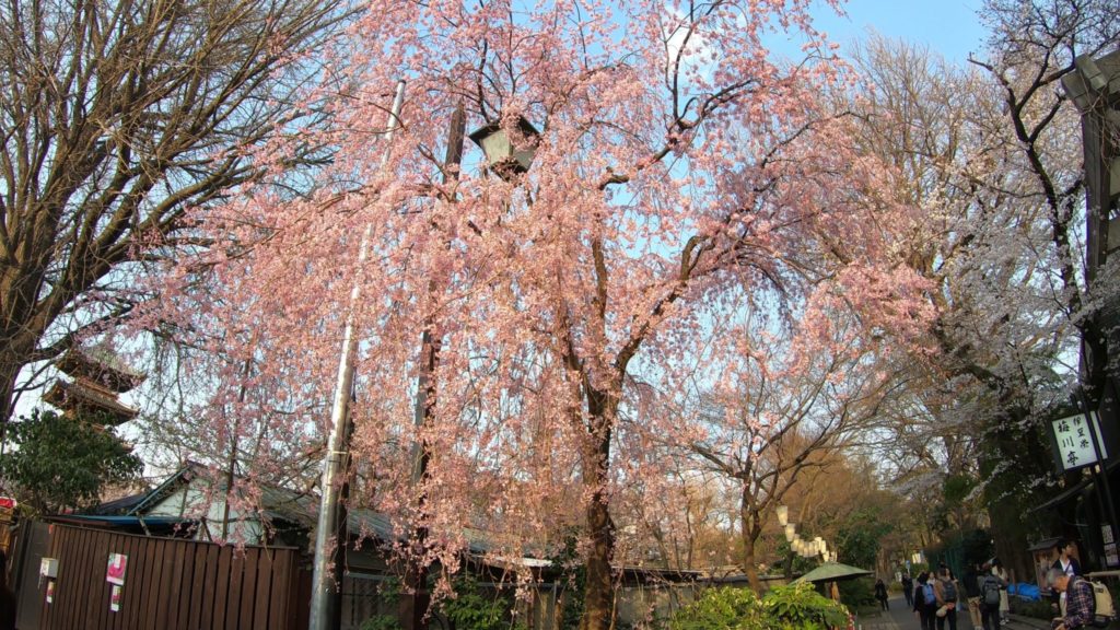 上野公園でお花見 桜祭りの見どころを巡る １時間のお散歩コースを解説 ジャパンワンダラー